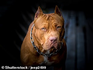 On the watchlist: The American pit bull terrier is also banned in the UK, and is one of the breeds behind the controversial Bully XL