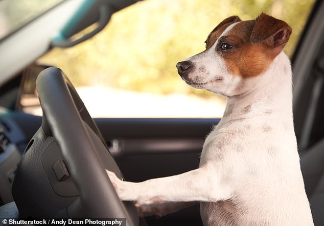 You decide: Dog insurance is not compulsory for most breeds, unlike car cover