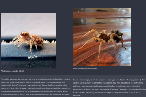 Examples of ChatGPT identifying wolf and jumping spiders