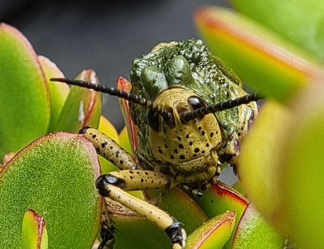 macro photo of a grasshopper taken with S21 Ultra smartphone.