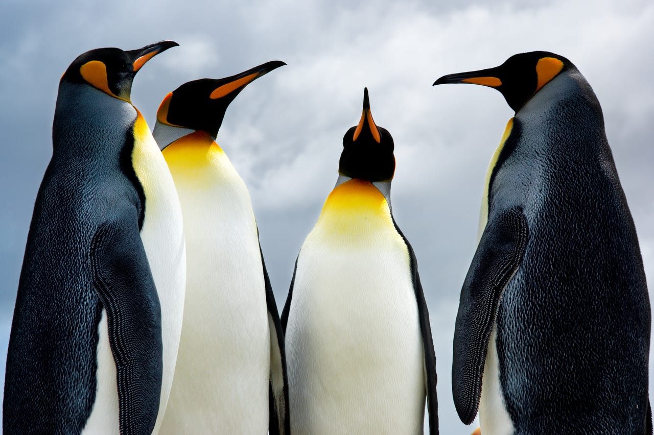 4 penguins standing in a circle
