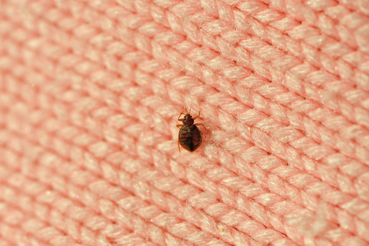 bed bug on fabric.