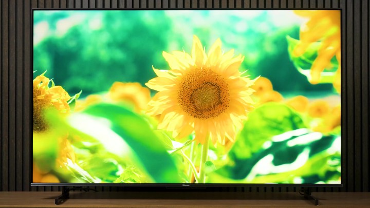 The sun illuminates a sunflower in a field shows on a Hisense U7K.