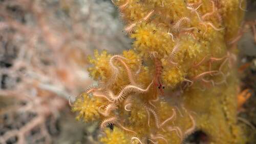 A small shrimp rests in a yellow and orange coral.