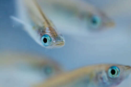 Scientists studying medaka fish mating and fertilization in a vertebrate in space