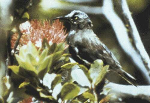 A rare picture of a Kauaʻi ʻōʻō, taken by a U.S. Fish and Wildlife employee.