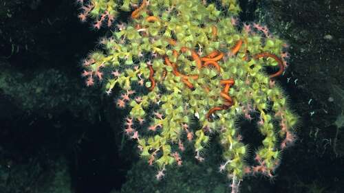 Orange brittle stars wrap around a green coral structure on a rock.