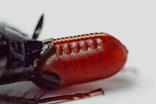 Red pregnant cockroach carrying an egg