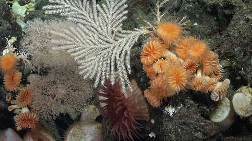 A variety of multicolored coral attached to an outcropping of rocks.