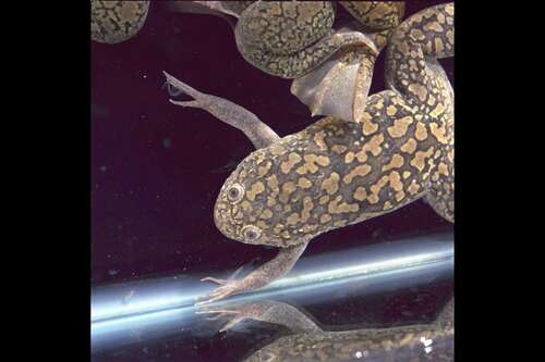 Frogs flying in the Frog Embryology Experiment aboard Spacelab-J