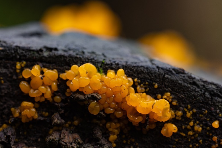 yellow spores on wood