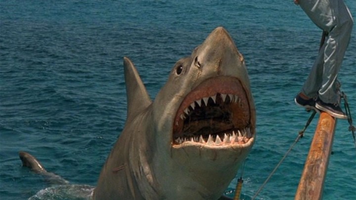 The Shark in Jaws.