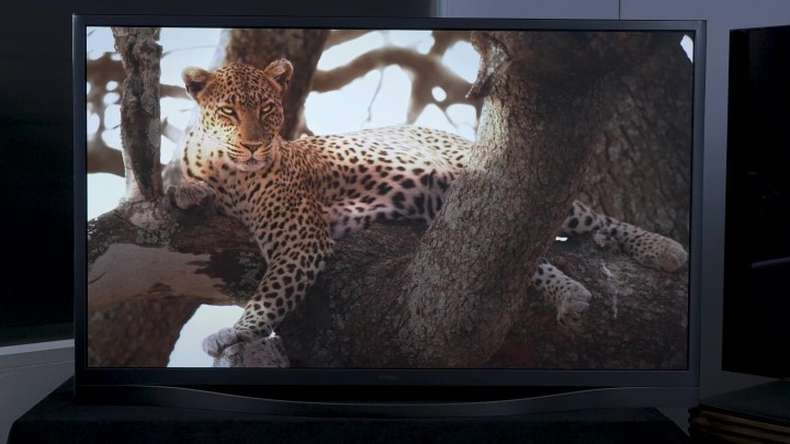 A cheetah lounges in a tree shows in a Samsung F8500 Plasma.