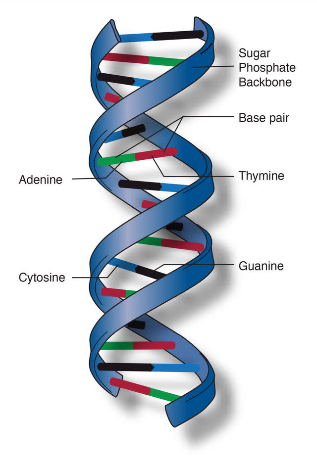 DNA Base