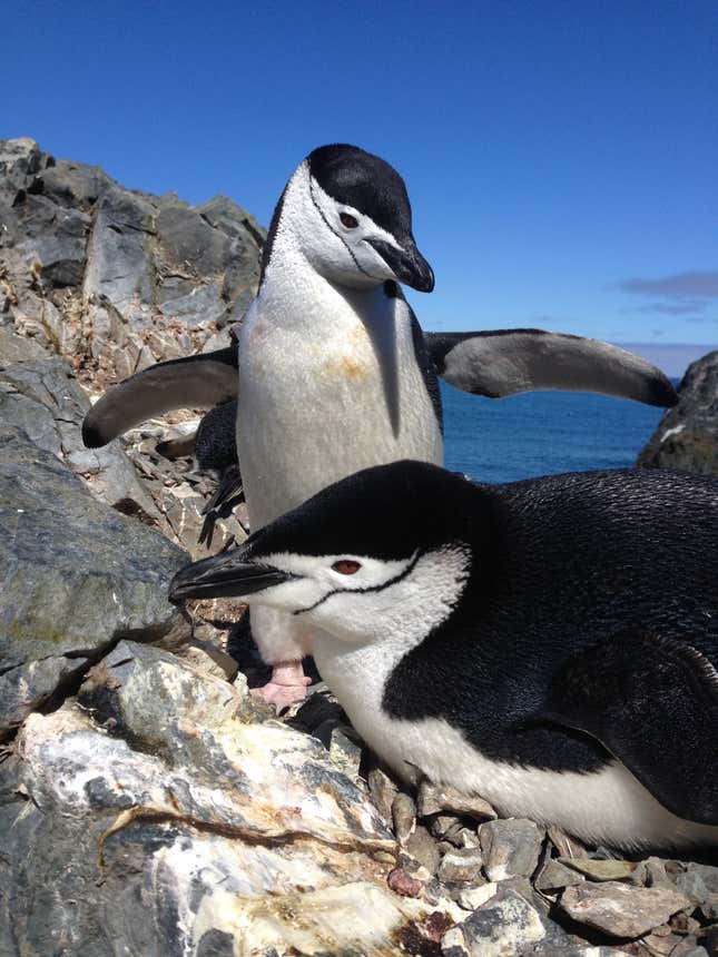 An incubating chinstrap penguin.