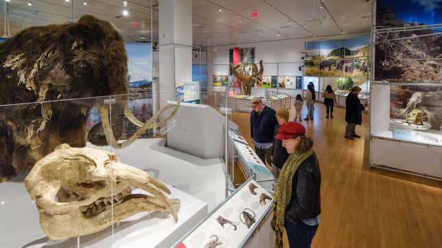 A gomphotherium skull and mammoth model in the exhibit, with a dwarf elephant model at right.