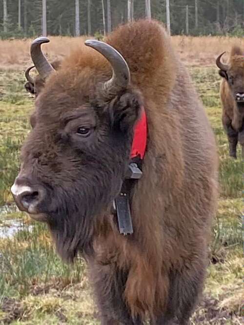 A furry brown animal with horns stands in a field. A Red and black collar is around their neck.