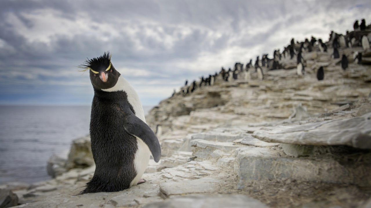 Rockhopper penguin