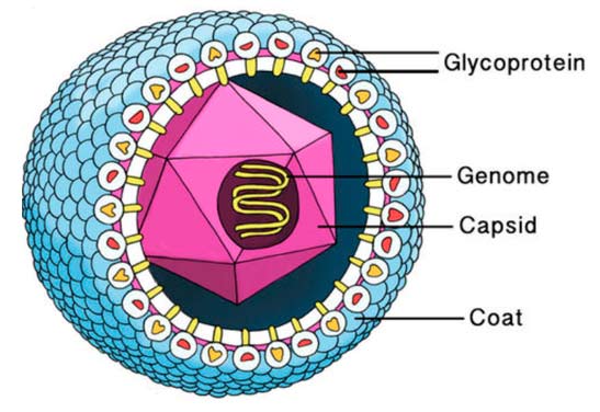 glycine capsid