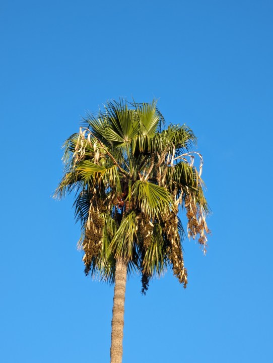 Palm tree taken with Google Pixel 8 Pro 5x telephoto.
