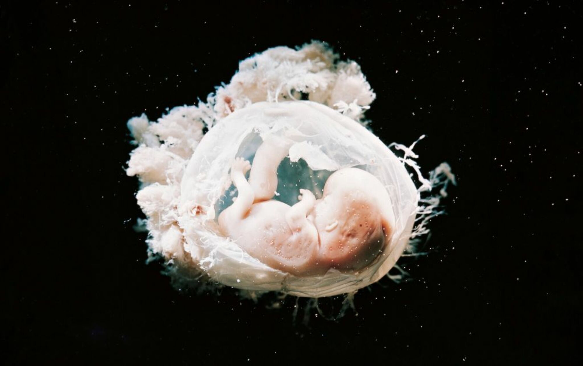 human embryo gestating 