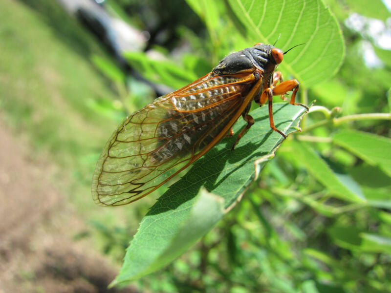 cicada