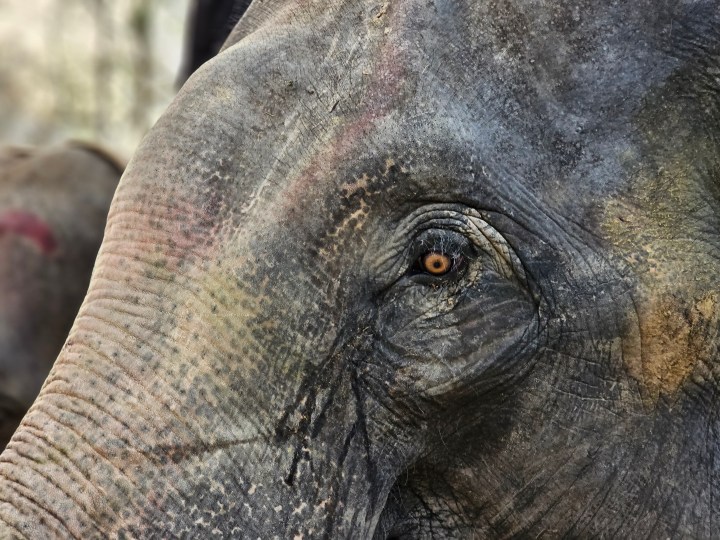 Close up of an old domesticated elephant's eye captured with the Samsung Galaxy S23 Ultra’s 3x telephoto portrait mode camera.