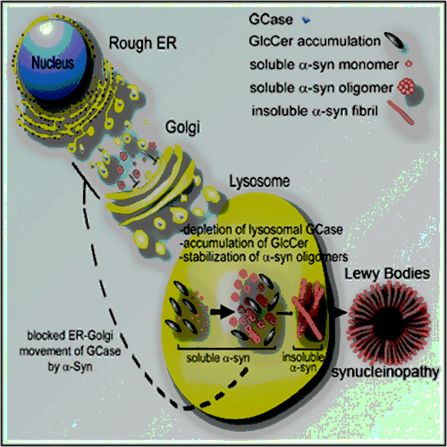 alpha synuclein and GCase dysfunction feedback loop