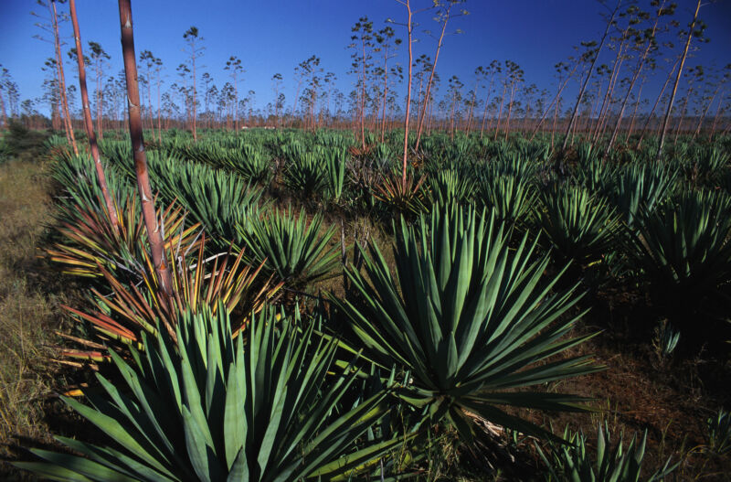 Image of rows of succulents with long spiky leaves and large flower stalks.