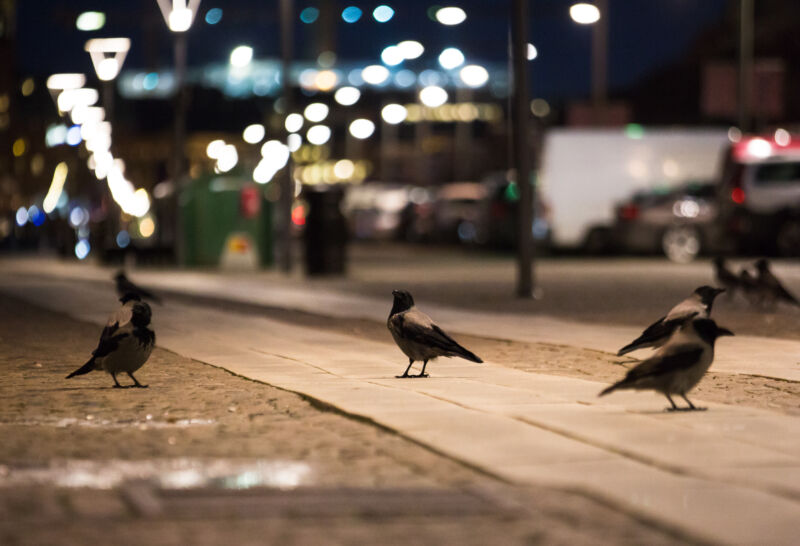 Three crows on the streets in the foreground with traffic and city lights blurry in the background.