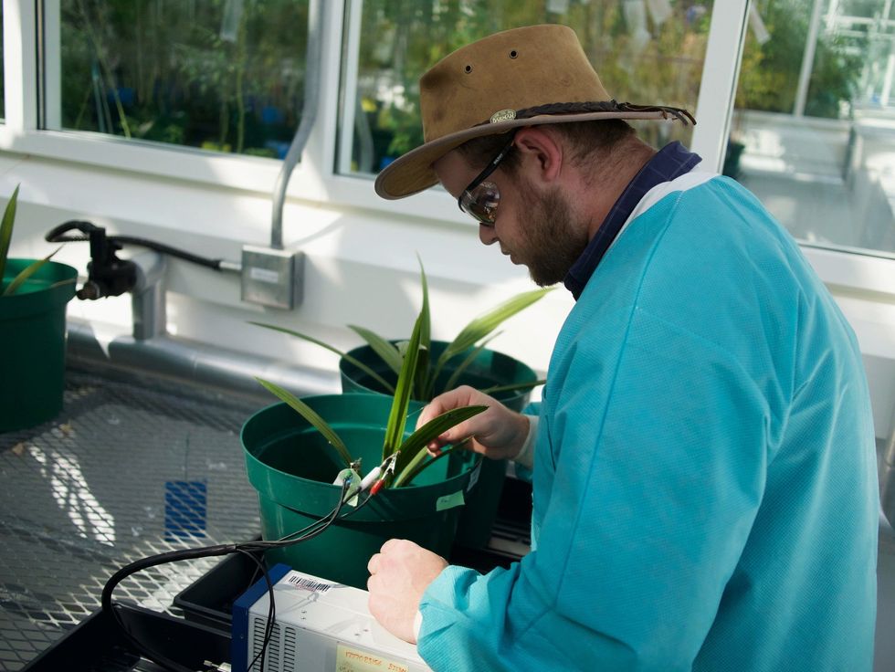 A man in a turquoise coat and wide-brimmed hat clips electrodes onto a palm leaf.