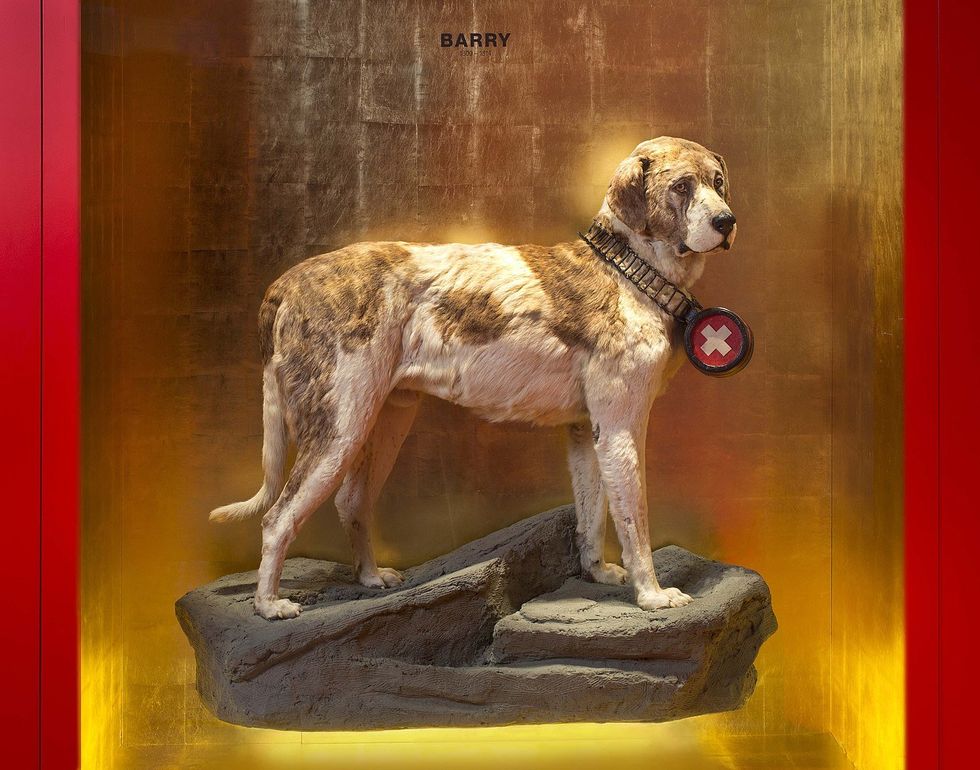 A photograph of a brown and white stuffed dog in a display case.