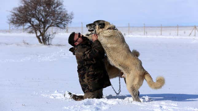 A Kangal dog in Sivas, Turkey.