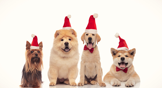 four adorable little dogs wearing red santa claus hat