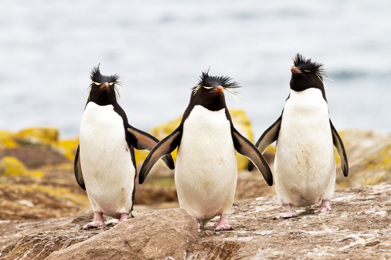 Rockhopper penguins