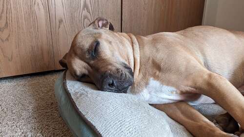 Photo of a dog sleeping on his bed.