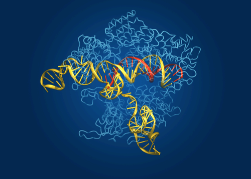 A dark blue background with light blue ribbons, and yellow nucleic acids in front.