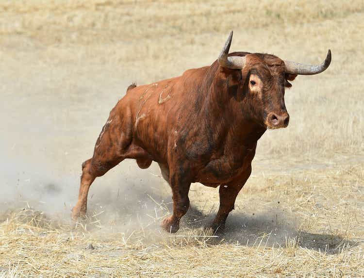 bull