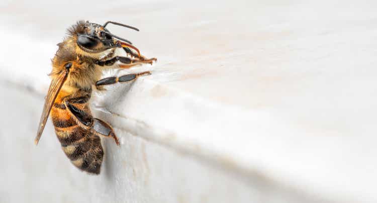 Honey bee on a white marble background.