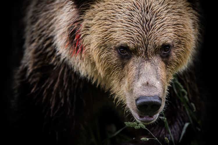 Brown bear (Ursus arctos)