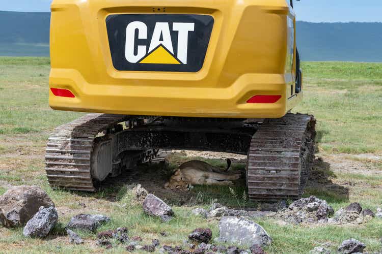 Adorable lioness lying under the CAT caterpillar in the national parks of Serengeti Ngorongoro