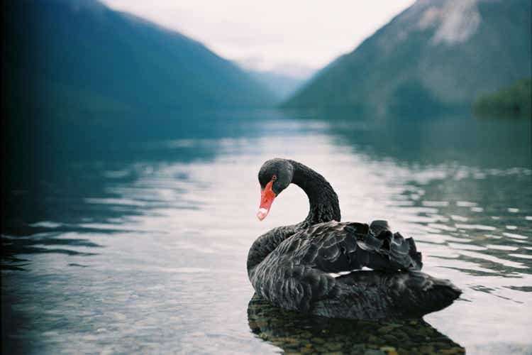 Majestic black swan swimming on Lake Rotoiti