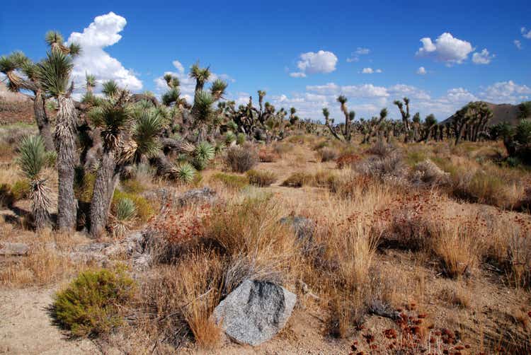 Joshua Trees