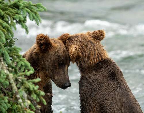 The bear cubs "909 Jr." and "910 Jr." seen together along the banks of the Brooks River in 2023.