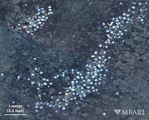 Footage of an expansive octopus colony on the Davidson Seamount.