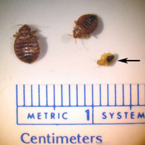 Bed bugs gathered by the CDC from an urban hotel in Georgia. An arrow points at a nymph.