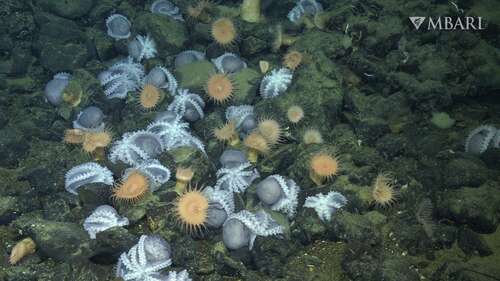 Brooding octopi observed over 10,000 feet beneath the ocean surface.