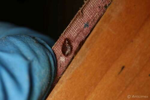 A bed bug spotted on a bed frame.