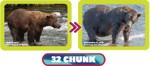 The 2023 transformation of bear 32, "Chunk."