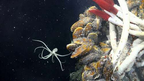 A deep sea octopus found over 8,200 feet beneath the Pacific Ocean surface.